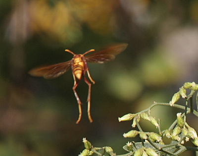 [The yellow and brown wasp has just departed a branch and its hind legs are outstretched. They are at least twice the length of the body of the wasp. The wings stretched out to the sides are slightly blurry from motion. The yellow brown antennae stick out from the head at ten and two o'clock positions. ]